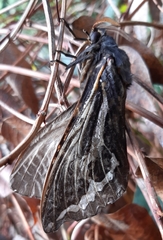 Abantiades atripalpis