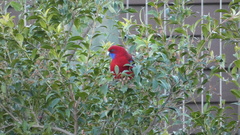 Platycercus elegans elegans