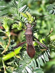 Riptortus abdominalis