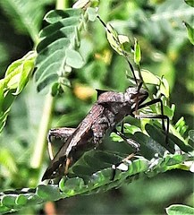 Riptortus abdominalis