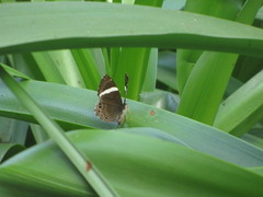 Abisara fylla