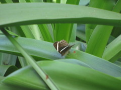 Abisara fylla