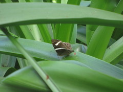 Abisara fylla