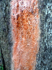 Fusicolla merismoides