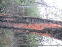 Fusicolla merismoides