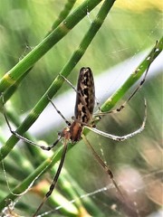 Tetragnatha demissa