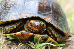 Rhinoclemmys pulcherrima manni