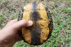 Rhinoclemmys pulcherrima manni