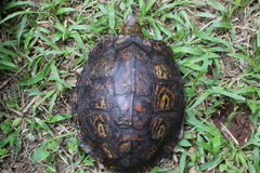 Rhinoclemmys pulcherrima manni