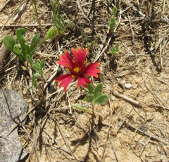 Gaillardia amblyodon