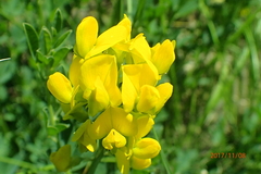 Crotalaria dura