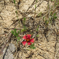 Gaillardia amblyodon