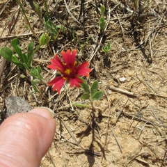 Gaillardia amblyodon