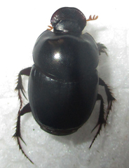 Euonthophagus carbonarius