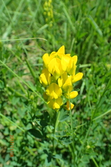 Crotalaria dura