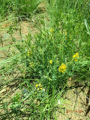 Crotalaria dura