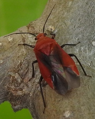 Tropidosteptes cardinalis
