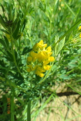 Crotalaria dura