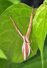 Runcinia acuminata