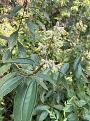 Miconia australis