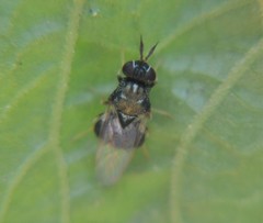 Cynipimorpha bilimeki