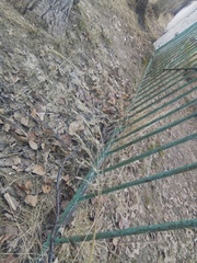 Bromus inermis