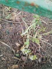 Chelidonium majus