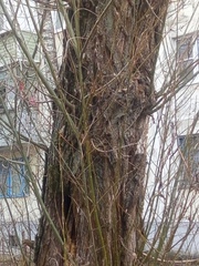 Magnoliopsida