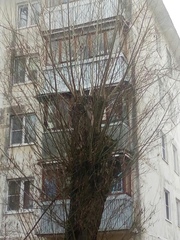 Magnoliopsida