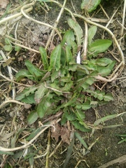 Taraxacum officinale