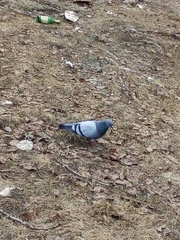 Columba livia domestica