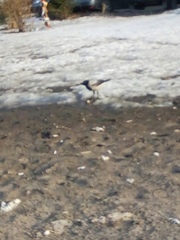 Corvus cornix