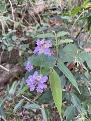 Lantana fucata