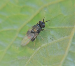 Cynipimorpha bilimeki