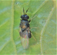 Cynipimorpha bilimeki