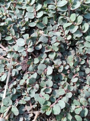 Euphorbia prostrata