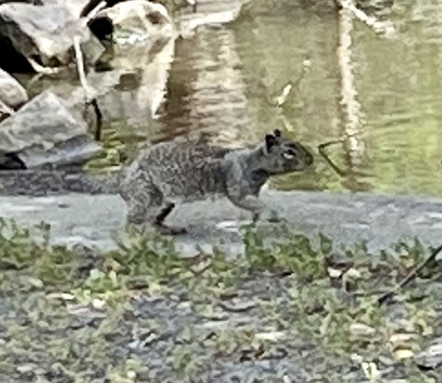 iNaturalist observation photo of California Ground Squirrel