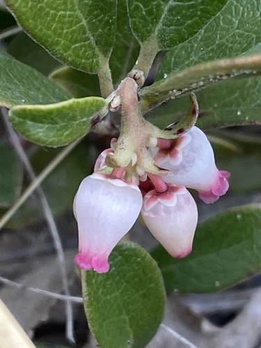 Arctostaphylos uva-ursi iNat (2)