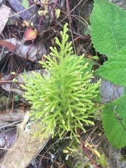 Selaginellaceae