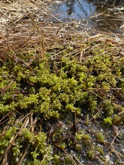 Sphagnum platyphyllum