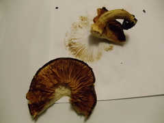 Gymnopilus junonius