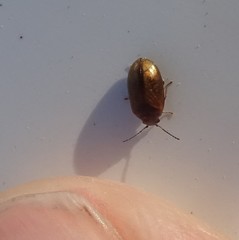 Contacyphon variabilis