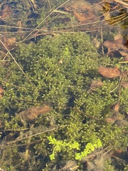 Sphagnum platyphyllum