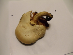 Gymnopilus junonius
