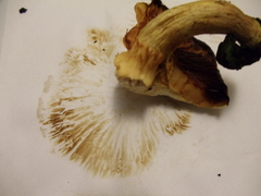 Gymnopilus junonius