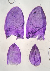 Sphagnum platyphyllum