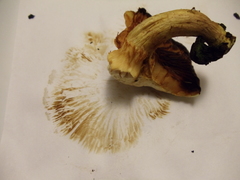 Gymnopilus junonius