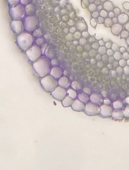 Sphagnum platyphyllum