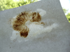 Gymnopilus junonius