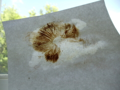 Gymnopilus junonius
